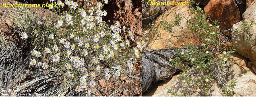 Asteracea dall''Australia (NT): Olearia stuartii